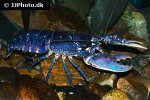 homarus gammarus blue lobster homarus gammarus blue lobster