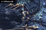 jasus edwardsii spiny rock lobster jasus edwardsii spiny rock lobster