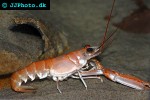 nephrops norvegicus norway lobster nephrops norvegicus norway lobster