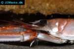 nephrops norvegicus norway lobster nephrops norvegicus norway lobster