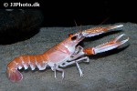 nephrops norvegicus norway lobster nephrops norvegicus norway lobster