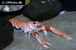 nephrops norvegicus norway lobster nephrops norvegicus norway lobster