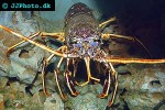 palinurus elephas european spiny lobster palinurus elephas european spiny lobster