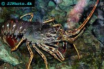 palinurus elephas european spiny lobster palinurus elephas european spiny lobster