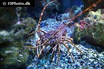 palinurus elephas european spiny lobster palinurus elephas european spiny lobster
