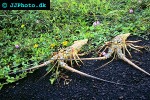 panulirus argus caribbean spiny lobster panulirus argus caribbean spiny lobster