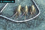 panulirus regius green spiny lobster panulirus regius green spiny lobster