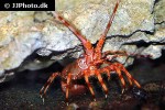 panulirus stimpsoni chinese spiny lobster panulirus stimpsoni chinese spiny lobster