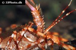 panulirus stimpsoni chinese spiny lobster panulirus stimpsoni chinese spiny lobster