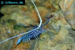 panulirus versicolor spiny blue lobster panulirus versicolor spiny blue lobster