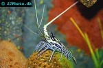 panulirus versicolor spiny blue lobster panulirus versicolor spiny blue lobster