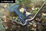 panulirus versicolor spiny blue lobster panulirus versicolor spiny blue lobster