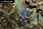panulirus versicolor spiny blue lobster panulirus versicolor spiny blue lobster