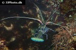 panulirus versicolor spiny blue lobster panulirus versicolor spiny blue lobster