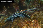 panulirus versicolor spiny blue lobster panulirus versicolor spiny blue lobster
