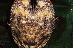 thenus orientalis bay lobster thenus orientalis bay lobster