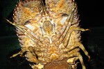thenus orientalis bay lobster thenus orientalis bay lobster