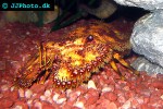 thenus orientalis bay lobster thenus orientalis bay lobster
