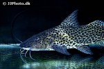 aguarunichthys torosus aguarunichthys torosus