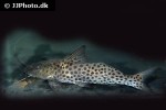 aguarunichthys torosus aguarunichthys torosus