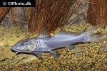 aguarunichthys torosus aguarunichthys torosus