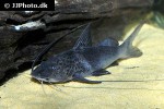 aguarunichthys torosus aguarunichthys torosus