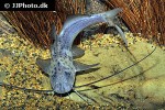 aguarunichthys torosus aguarunichthys torosus
