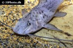 aguarunichthys torosus aguarunichthys torosus