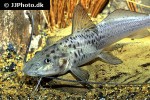 aguarunichthys torosus aguarunichthys torosus