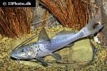 aguarunichthys torosus aguarunichthys torosus