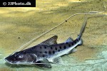 brachyplatystoma capapretum brachyplatystoma capapretum
