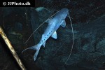 brachyplatystoma capapretum brachyplatystoma capapretum