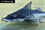 brachyplatystoma capapretum brachyplatystoma capapretum