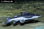 brachyplatystoma capapretum brachyplatystoma capapretum