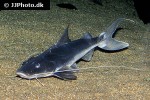 brachyplatystoma capapretum brachyplatystoma capapretum
