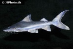 brachyplatystoma capapretum brachyplatystoma capapretum