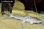 brachyplatystoma capapretum brachyplatystoma capapretum