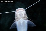 brachyplatystoma capapretum brachyplatystoma capapretum