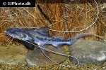 brachyplatystoma filamentosum brachyplatystoma filamentosum