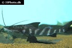 brachyplatystoma juruense brachyplatystoma juruense