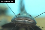 brachyplatystoma juruense brachyplatystoma juruense