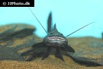 brachyplatystoma juruense brachyplatystoma juruense