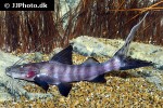 brachyplatystoma juruense brachyplatystoma juruense