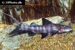 brachyplatystoma juruense brachyplatystoma juruense