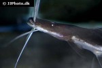 brachyplatystoma platynemum brachyplatystoma platynemum