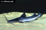 brachyplatystoma platynemum brachyplatystoma platynemum