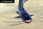 brachyplatystoma platynemum brachyplatystoma platynemum