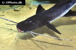 brachyplatystoma platynemum brachyplatystoma platynemum