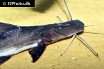brachyplatystoma platynemum brachyplatystoma platynemum