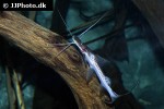 brachyplatystoma platynemum brachyplatystoma platynemum